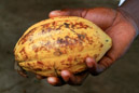 Die Kakao-Frucht gehört als klassisches Exportgut Ghanas zur Haupteinnahmequelle. Auch in der heimischen Ernährung von großer Bedeutung. 